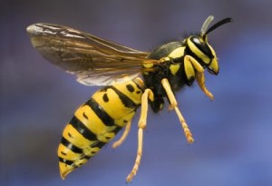 wasp